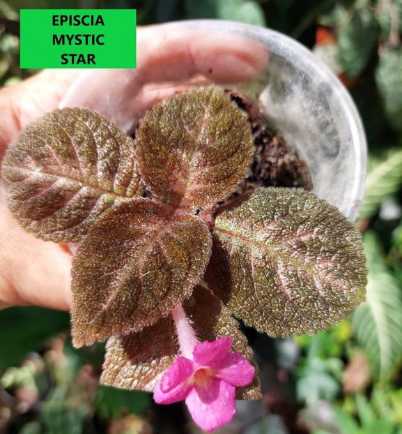 - Din gradina altor iubitori de floricele