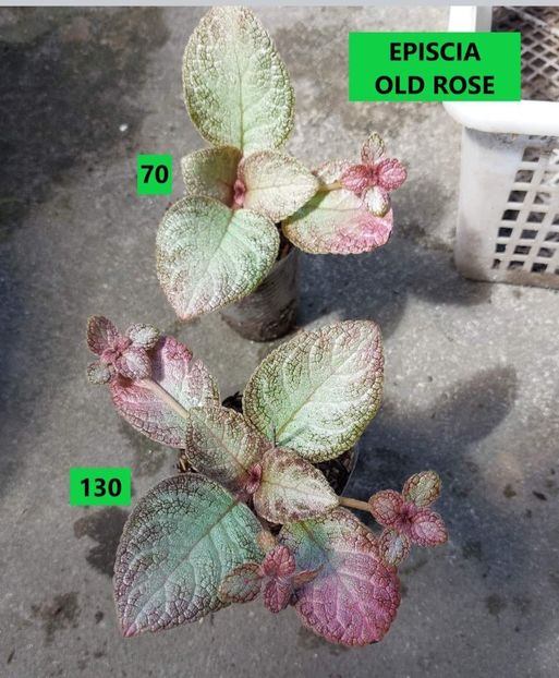  - Din gradina altor iubitori de floricele