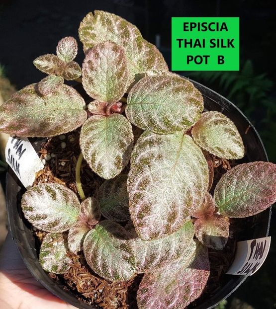  - Din gradina altor iubitori de floricele