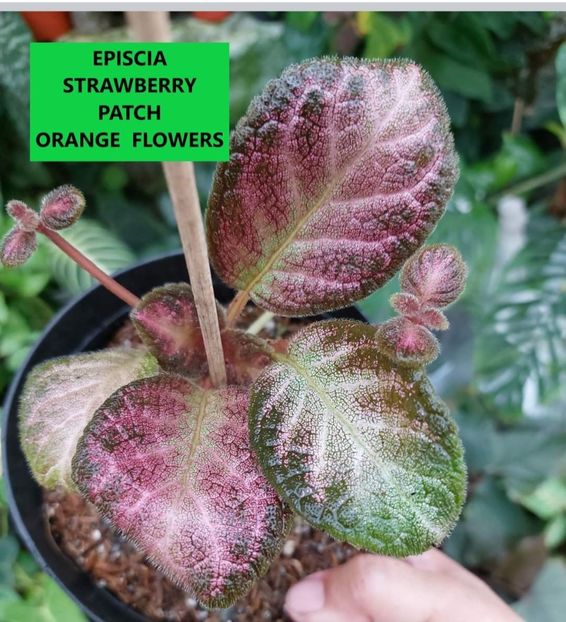  - Din gradina altor iubitori de floricele