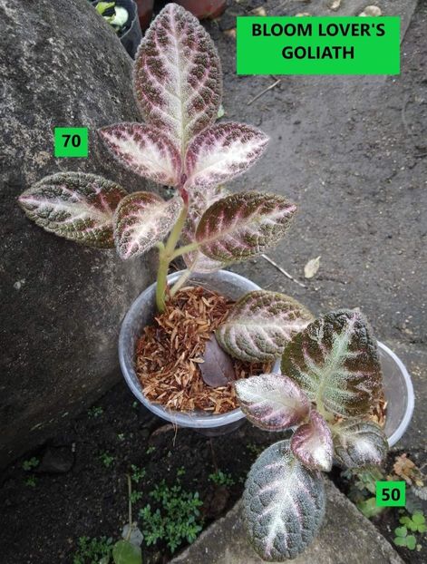  - Din gradina altor iubitori de floricele