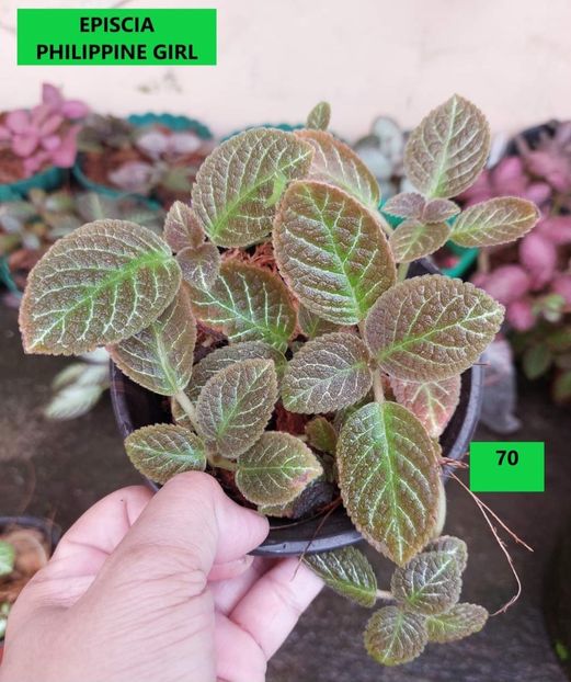  - Din gradina altor iubitori de floricele