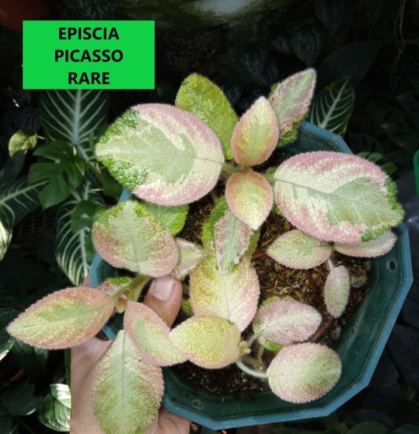  - Din gradina altor iubitori de floricele