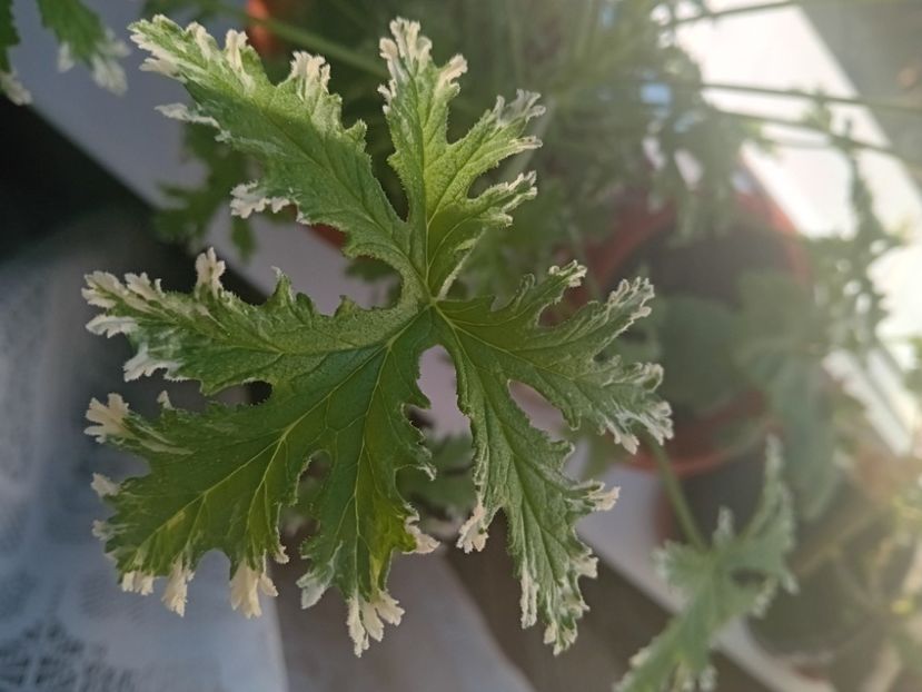  - O mică parte din plantele mele