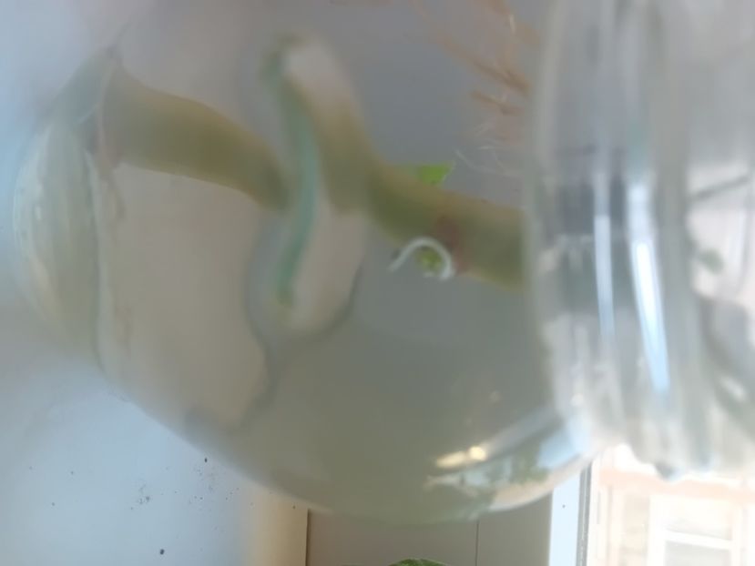  - O mică parte din plantele mele