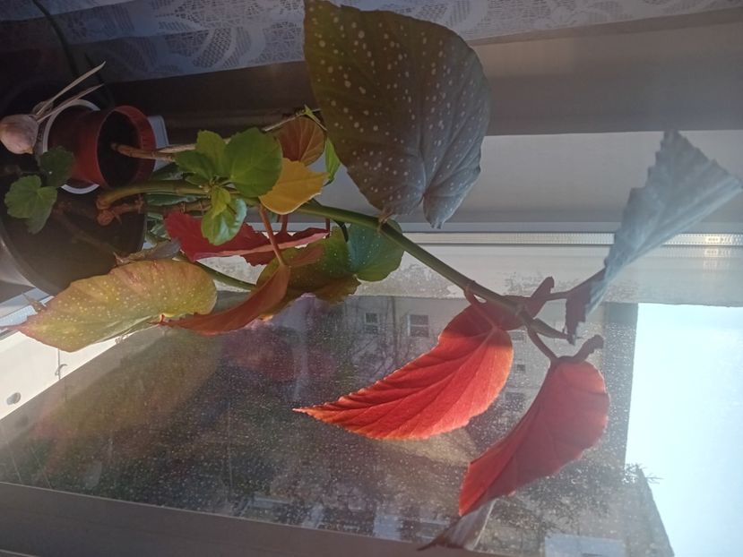  - O mică parte din plantele mele