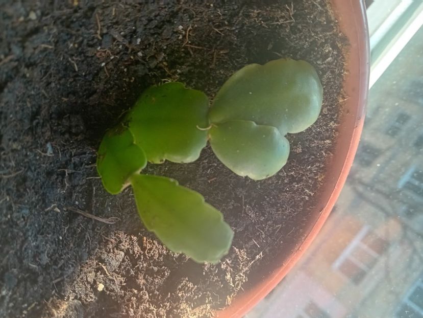  - O mică parte din plantele mele