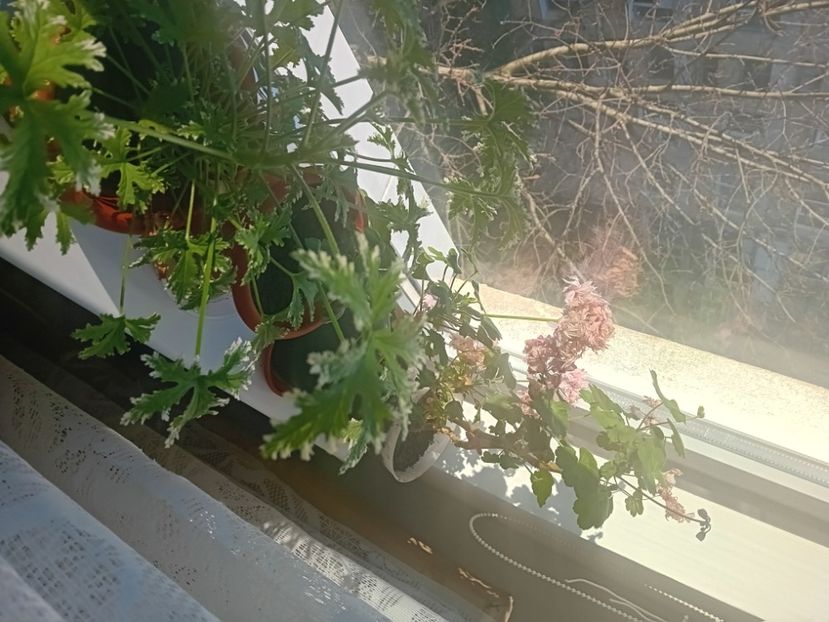  - O mică parte din plantele mele