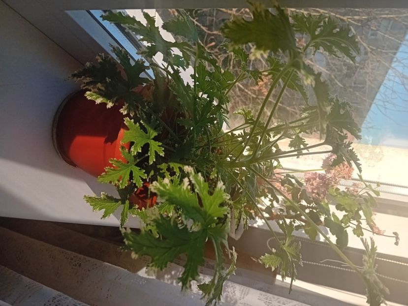  - O mică parte din plantele mele