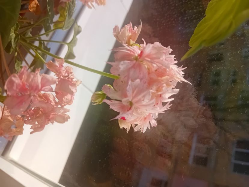  - O mică parte din plantele mele