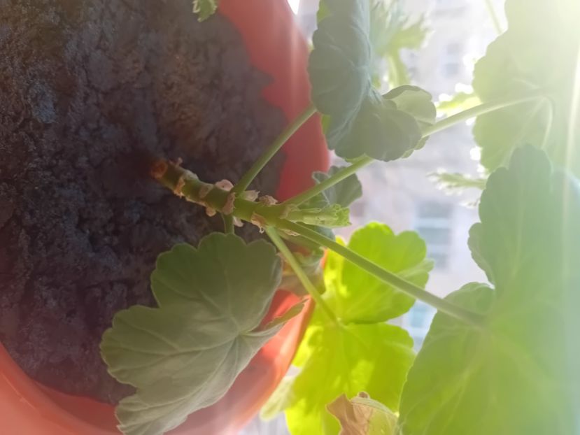  - O mică parte din plantele mele