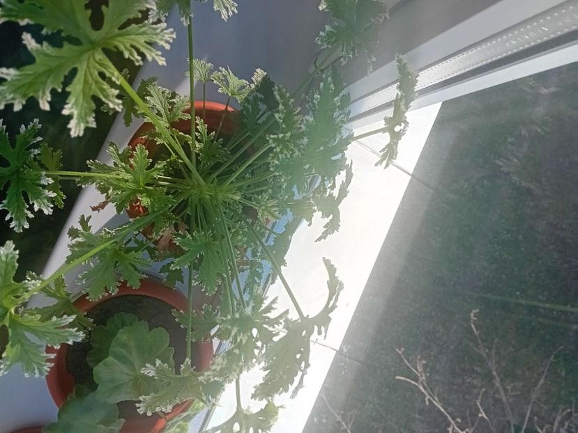  - O mică parte din plantele mele