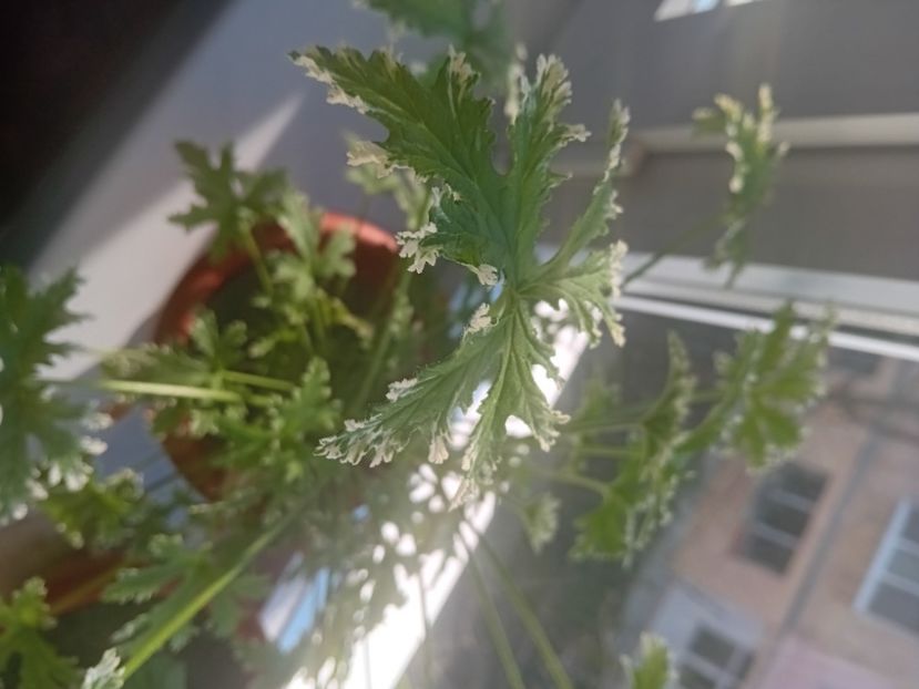  - O mică parte din plantele mele