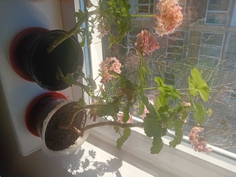  - O mică parte din plantele mele