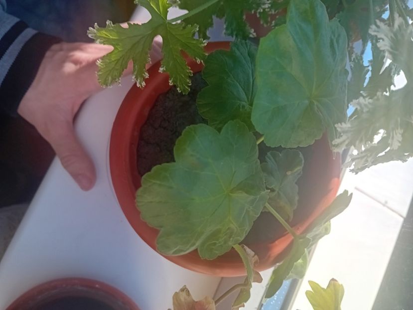  - O mică parte din plantele mele