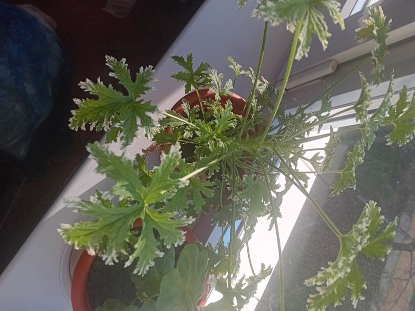  - O mică parte din plantele mele