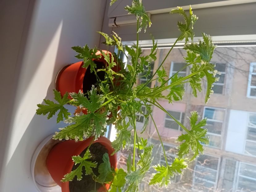  - O mică parte din plantele mele