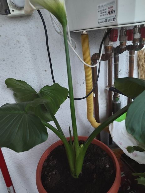 received_607569121272456 - Cala albă