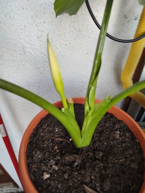 received_636633841612316 - Cala albă