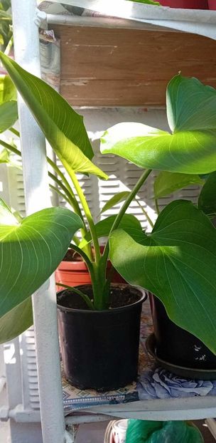 received_945992629793515 - Cala albă