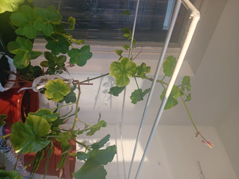  - Mușcatele mele curgătoare