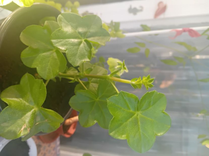  - Mușcatele mele curgătoare