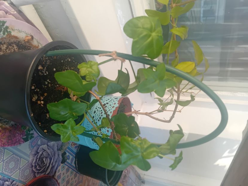  - Mușcatele mele curgătoare