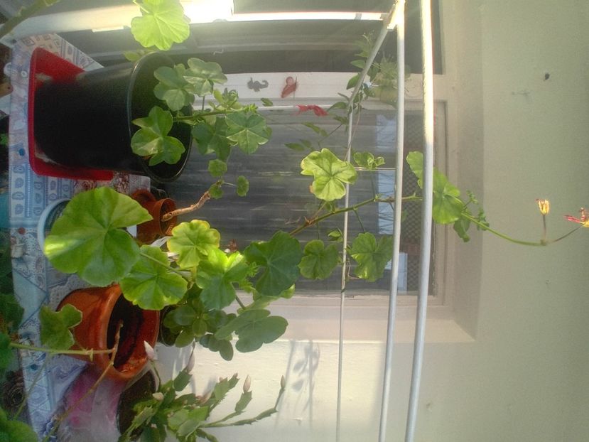  - Mușcatele mele curgătoare