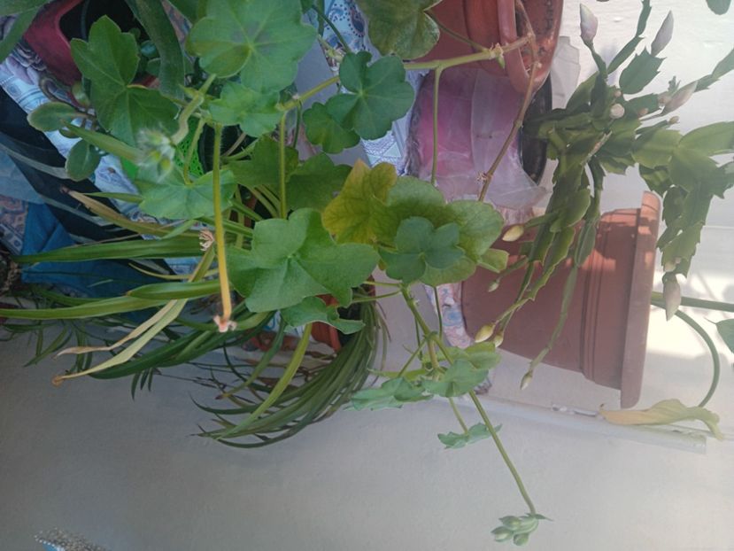  - Mușcatele mele curgătoare