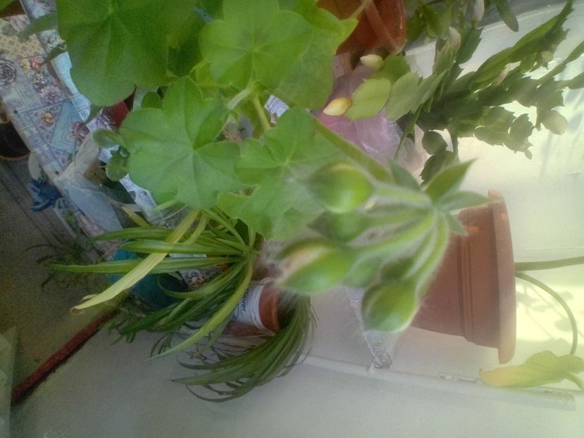  - Mușcatele mele curgătoare