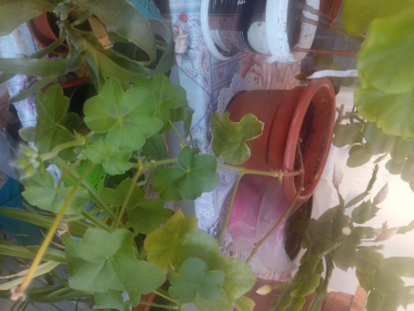  - Mușcatele mele curgătoare