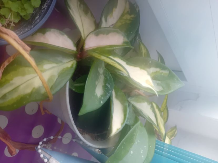  - Hoya Krimson Princess