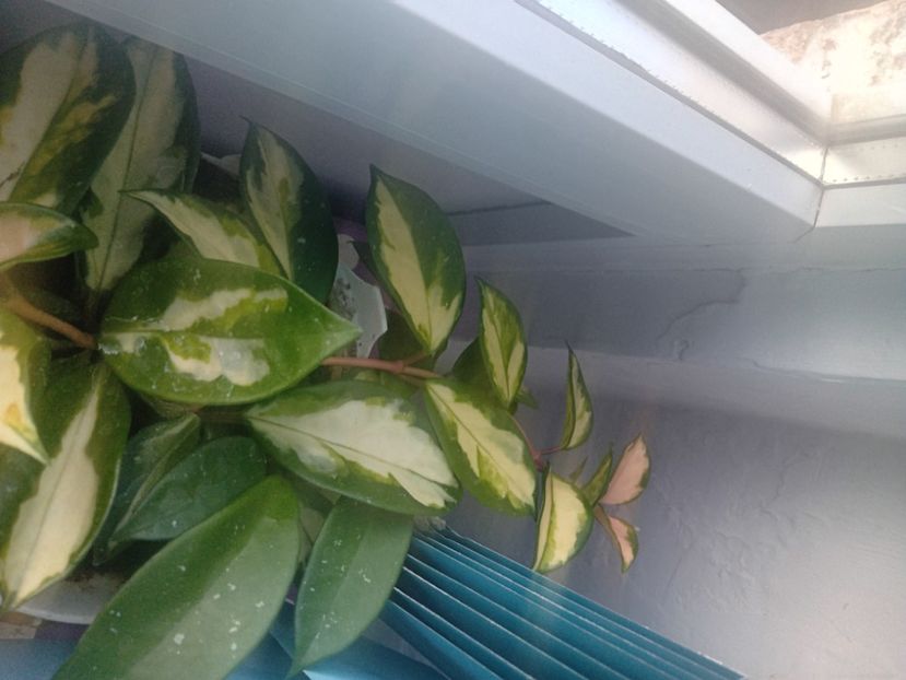  - Hoya Krimson Princess