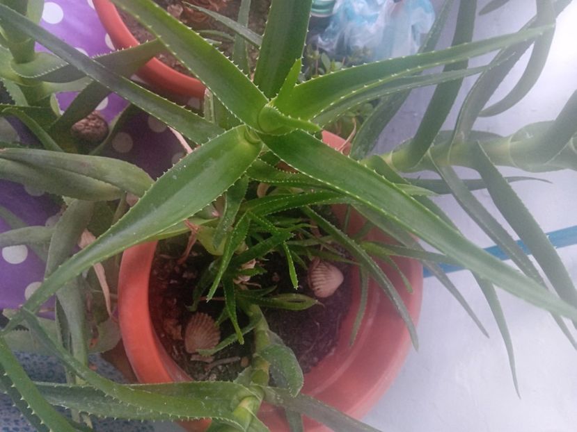  - Aloe Vera