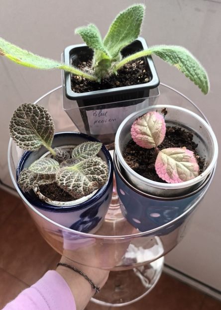 ❤️❤️❤️ Mosul a venit iarasi mai devreme! ;) - Episcia - a opta minune a lumii