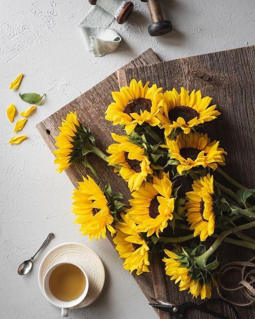  - Sunflower