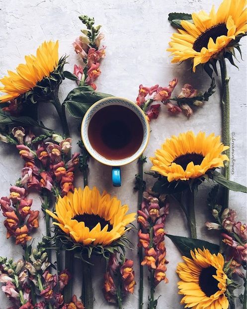  - Sunflower