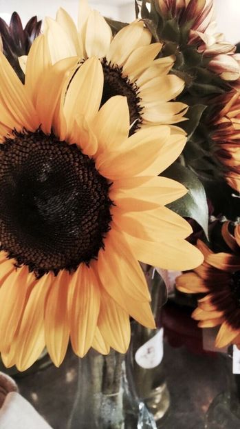  - Sunflower