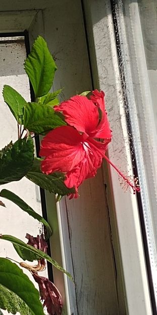  - Hibiscus Surinam
