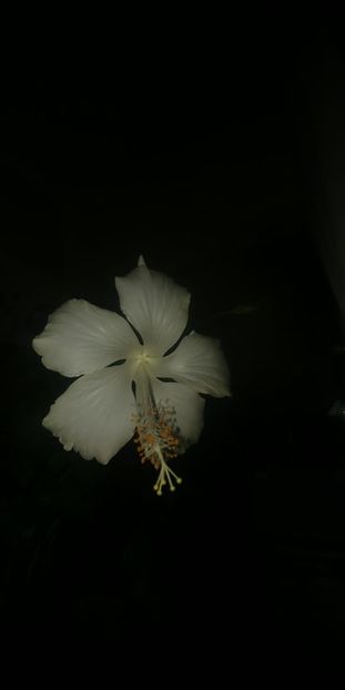  - Hibiscus Fidji