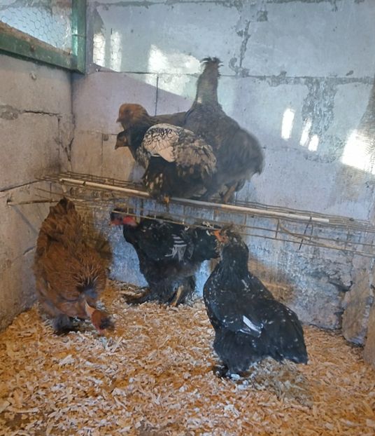  - Găini mari motate bărboase și golase 2023-2024