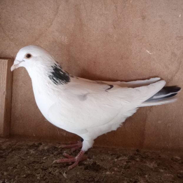 Mascul 24-135....-15 lei - Porumbei vanduti