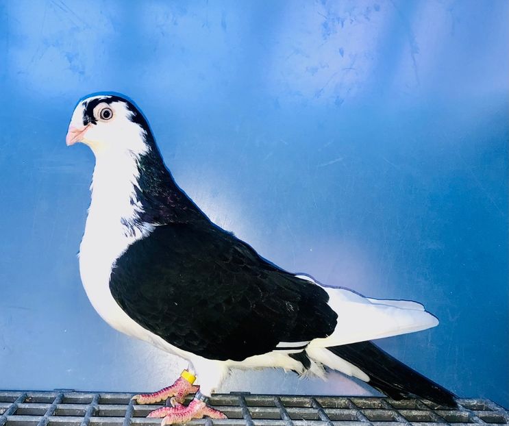 22504  Femelă  2020 - Plecați ALBUM 4