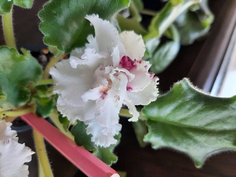  - Le Whipped Cream Sport2