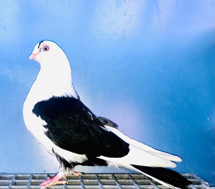 1454  Femelă  2016 - Jucători de Galați