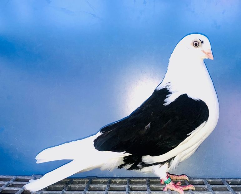 6818  Femelă  2019 - Jucători de Galați