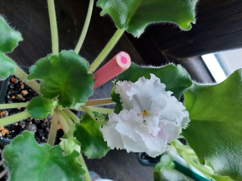  - Le Whipped Cream Sport2