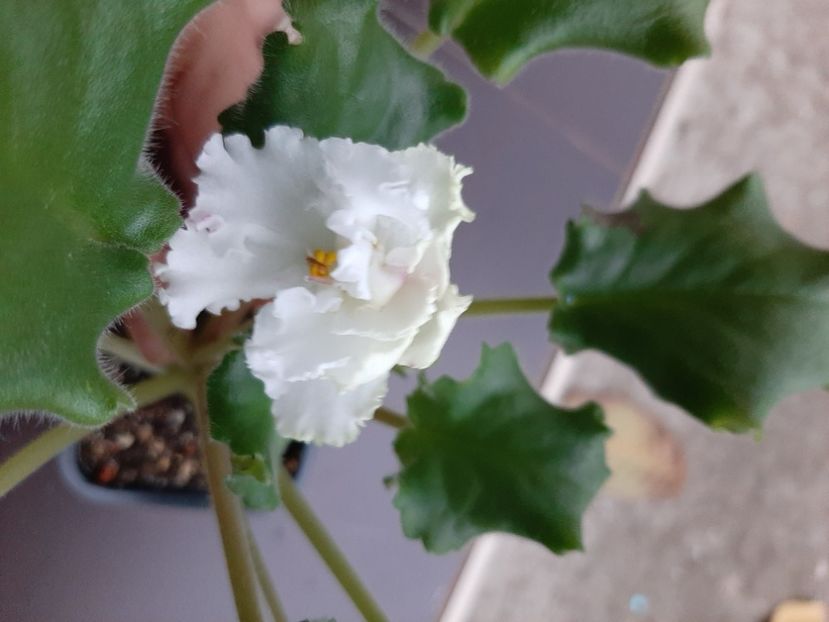  - Le Whipped Cream Sport2