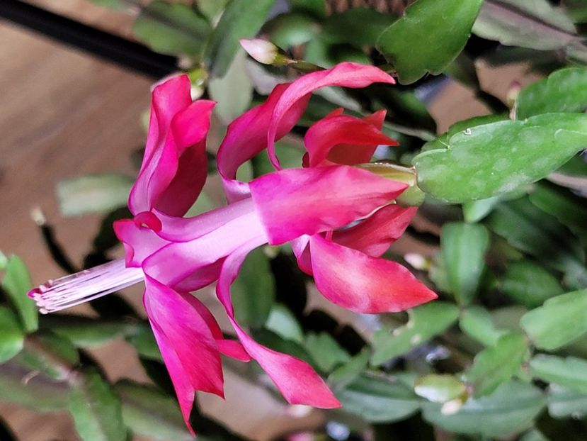  - Schlumbergera