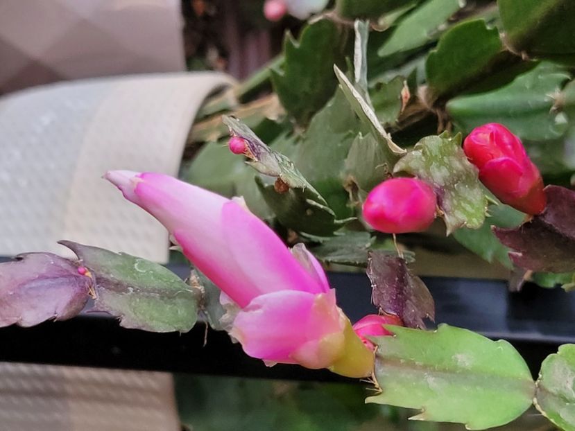  - Schlumbergera